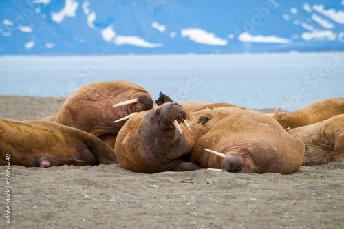 Walruses lying on the shore in Svalbard, Norway