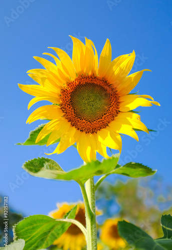 sunflower with blue sky background