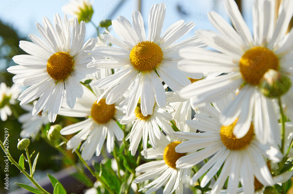 Fototapeta premium chamomile flowers
