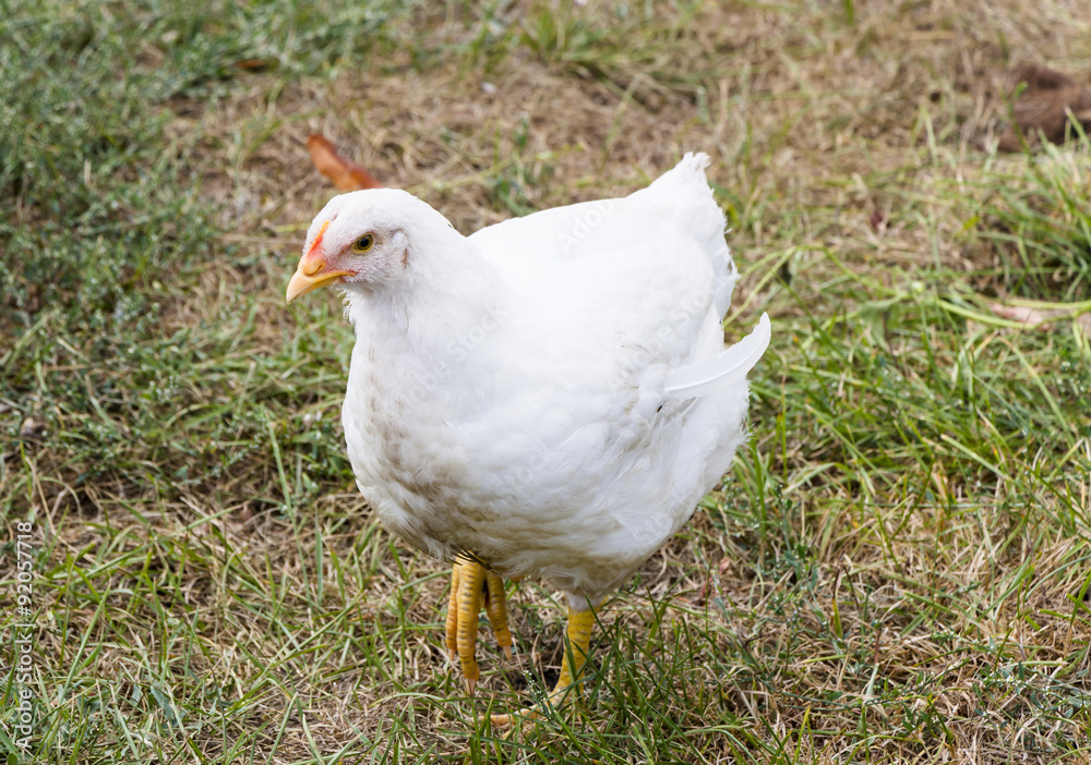 White chicken on a poultry farm White chicken on a poultry farm