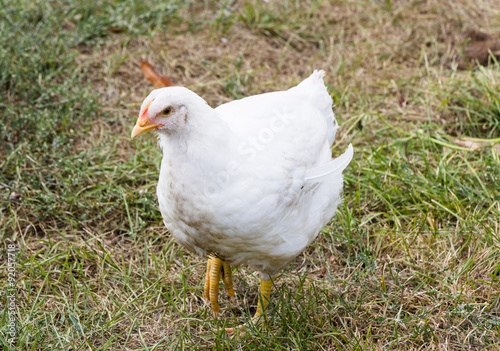 White chicken on a poultry farm