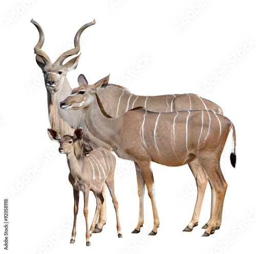 greater kudu isolated on a white background © vencav