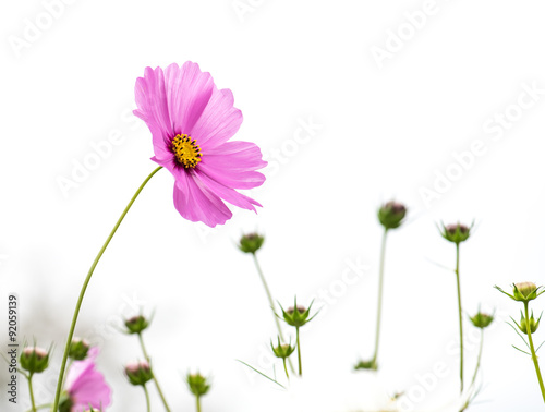 pink cosmos on white background