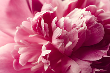 Papier peint photo Pivoines Pivoine épanouie aux pétales soyeux  © Nik_Merkulov