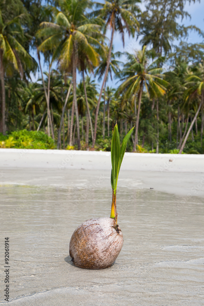 Obraz premium Coconut on the beach, Thailand . Close up