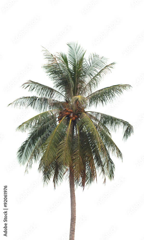 Stock Photo:.coconut tree