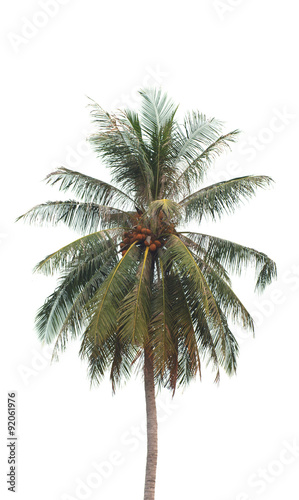 Stock Photo:.coconut tree © singkamc