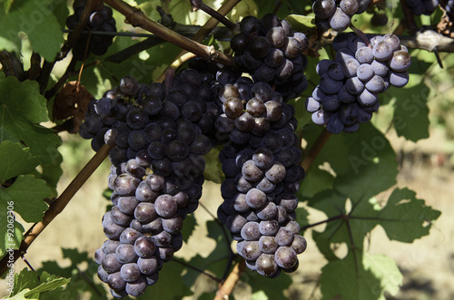 Wallpaper Mural Wine Grape Harvest In The Wilamette Valley Torontodigital.ca