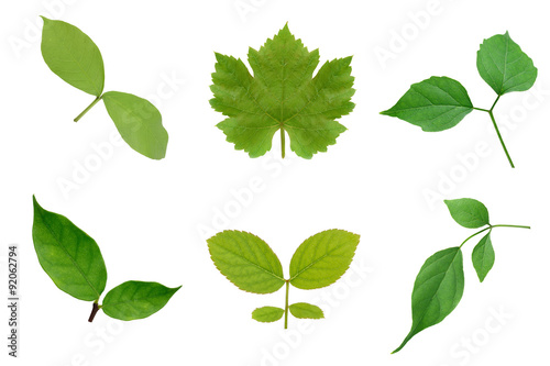 Collection of green leaves isoalte on white background