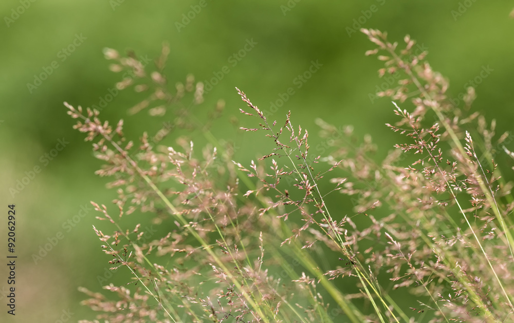 summer grass