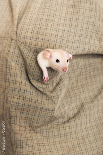 baby rat in a shirt pocket