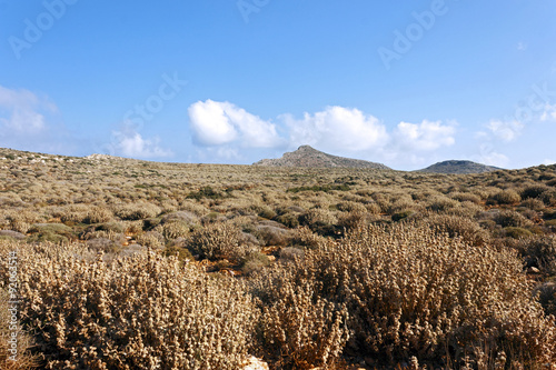 Fotografija Mediterranean scrub on a mountain of Crete