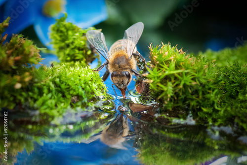 Пчела на водопое. Пчела пьет из маленького ручейка среди мха