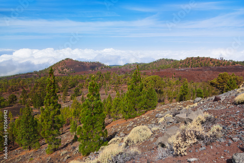 Trees over clouds at volcano Teide in Tenerife island - Canary