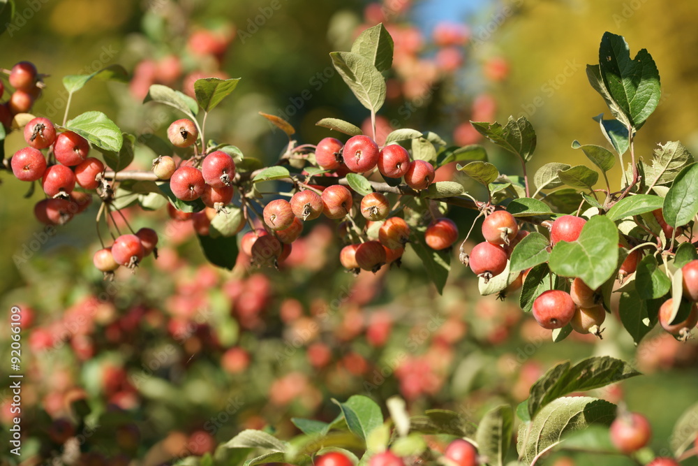 Маленькие яблоки на яблоне