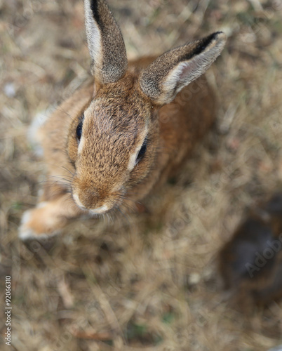 young rabbit with long ears