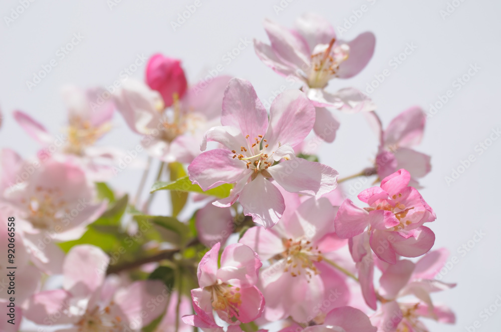 Pink flowers in a garden closeup photo