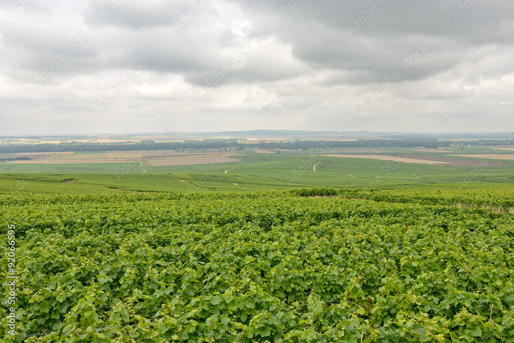 typical agricultural landscape in Champagne-Ardenne, France