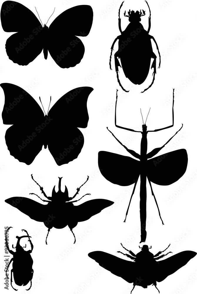 collection with seven black insects collection with seven black insects