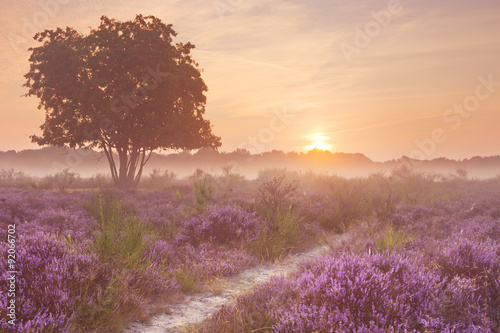 Fog over blooming heather in The Netherlands at sunrise