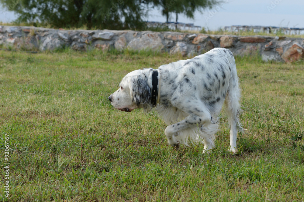 Fototapeta premium English Setter, Setter