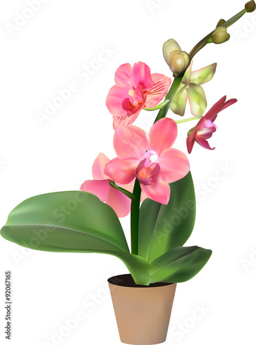 red blossoming orchid in pot isolated on white