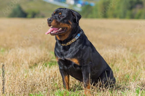 Принти на полотні Rottweiler