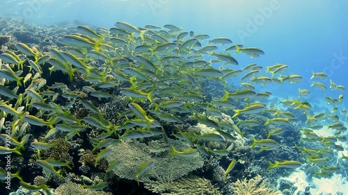 Large shoal of yellowfin goatfish on a tropical coral reef photo