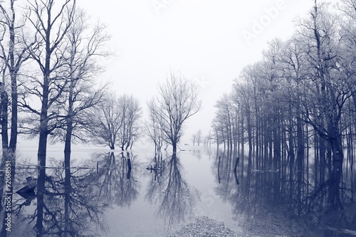 Forest in flood