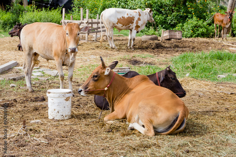 cow cow