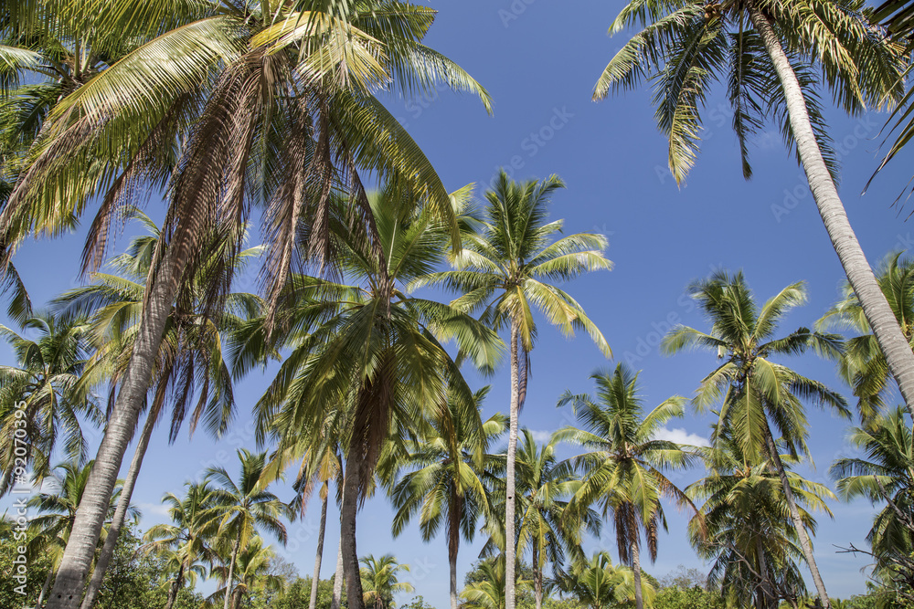 Palm trees with coconut under blue sky background