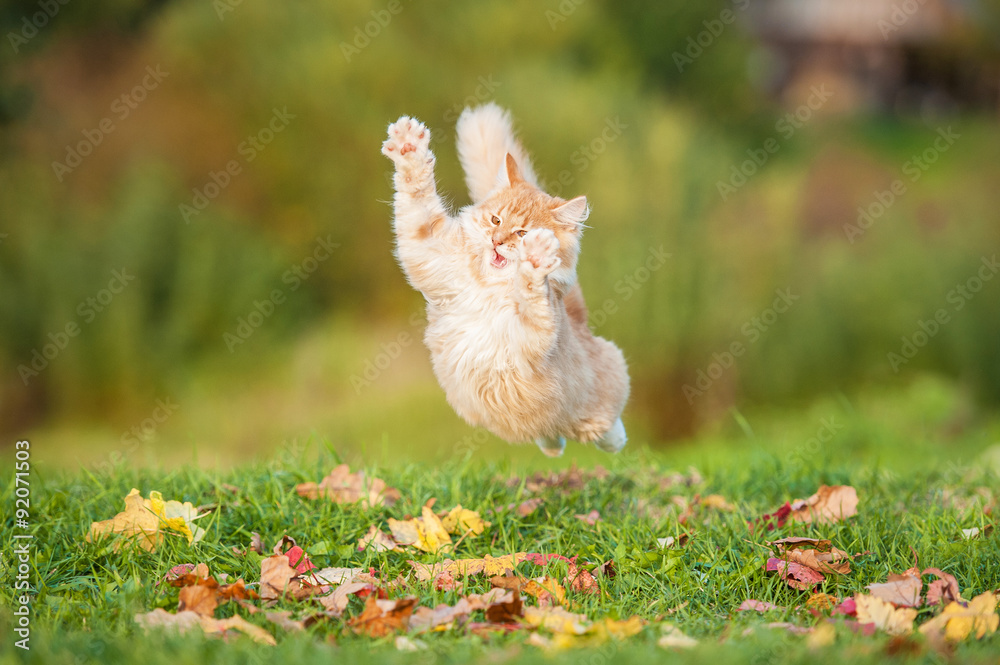 Fototapeta premium Funny cat flying in the air in autumn