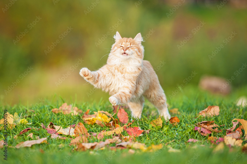 Naklejka Little red cat playing in the leaves in autumn