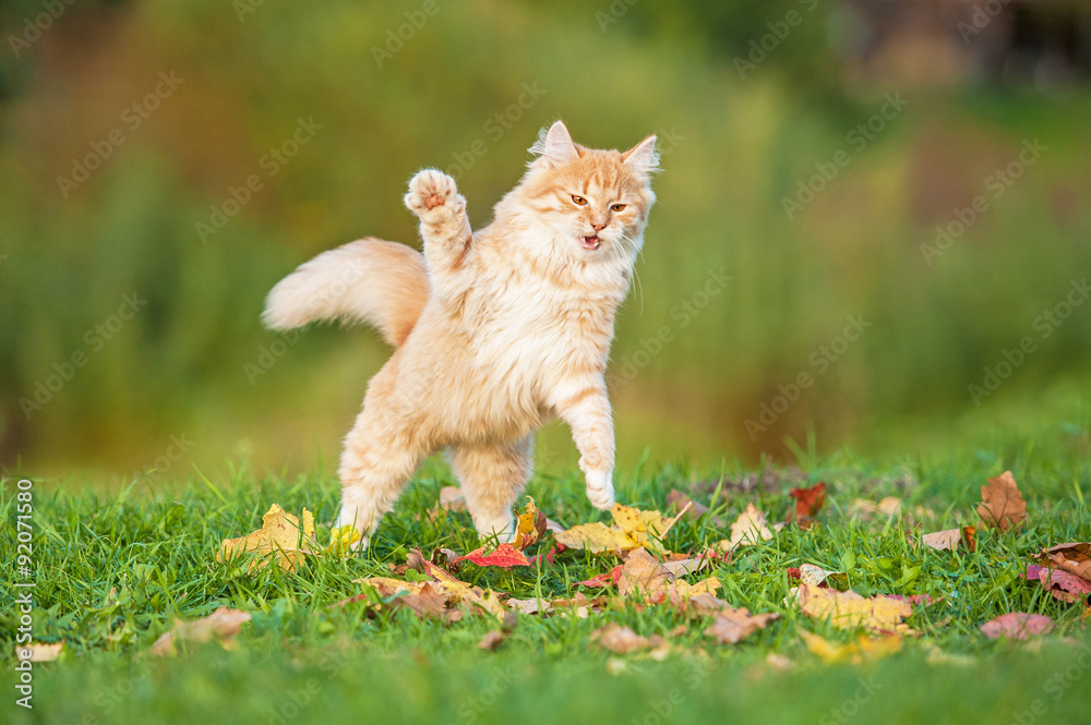 Naklejka Funny red cat playing outdoors in autumn