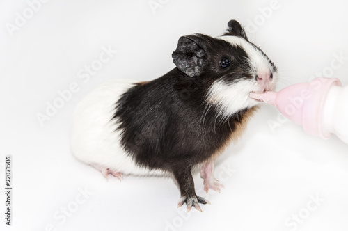 Baby guinea pig drinking water from bottle