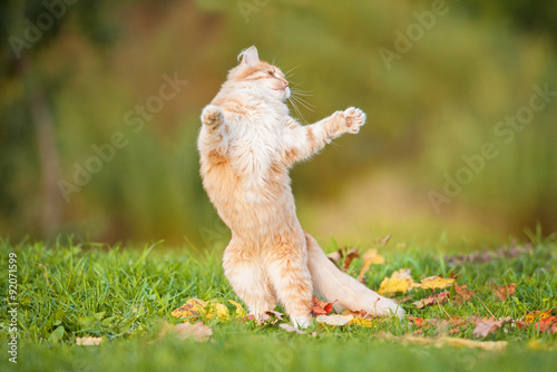 Little funny cat playing outdoors in autumn © Rita Kochmarjova