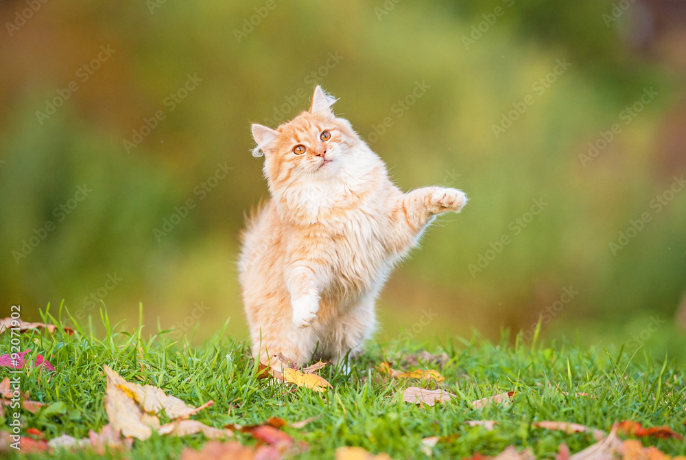 Naklejka Little red kitten playing outdoors in autumn