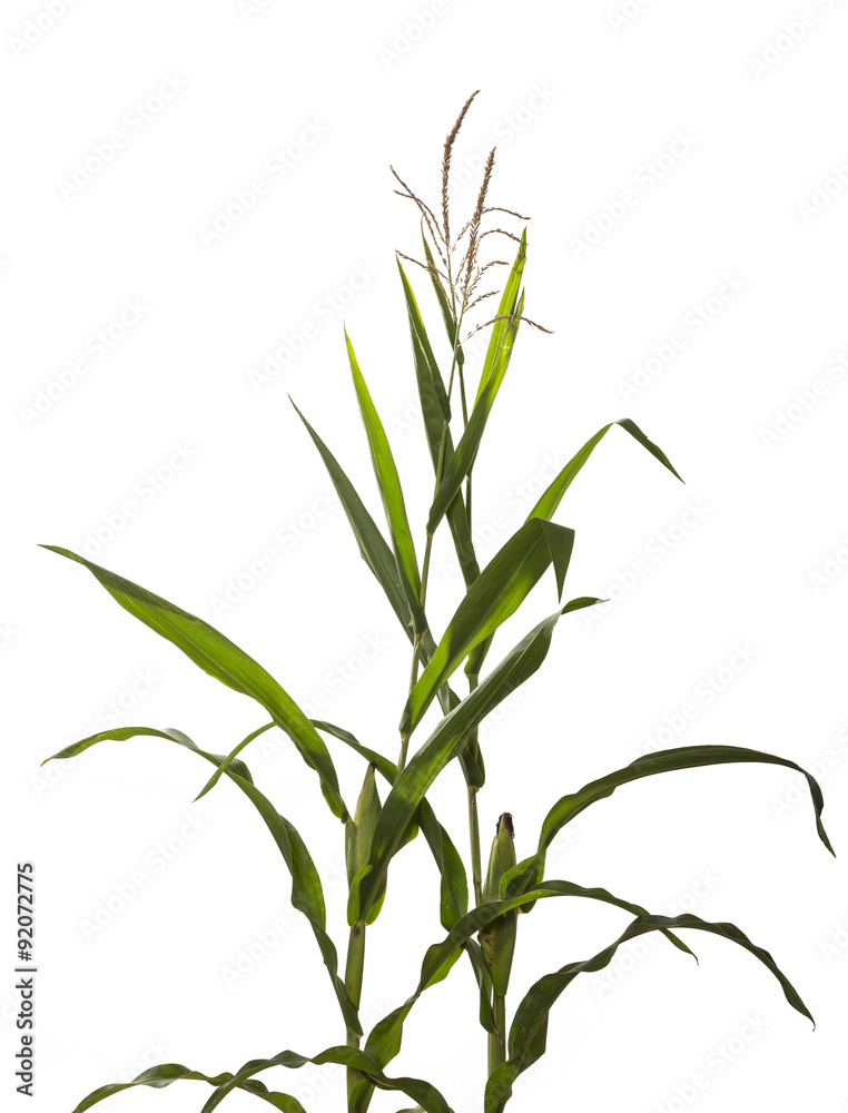 Fototapeta premium Mais. Lebensmittel und Futterpflanze, sowie Ausgangsprodukt für Biokunststoffe.