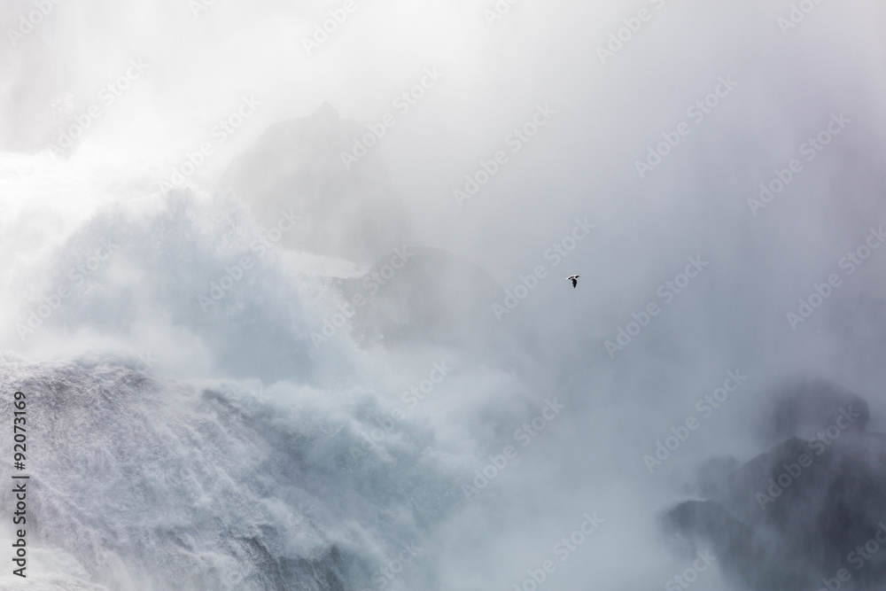 Seagull on Niagara