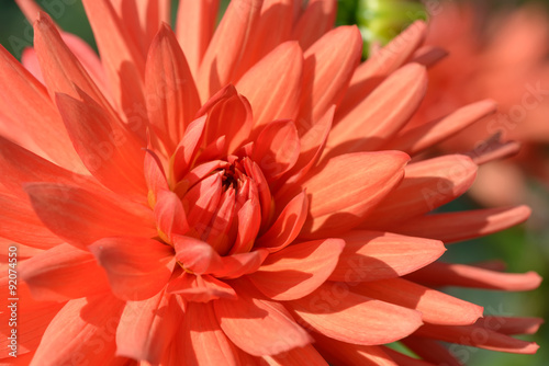 Orange dahlia