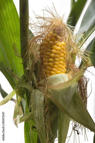 Mais. Lebensmittel und Futterpflanze, sowie Ausgangsprodukt für Biokunststoffe.