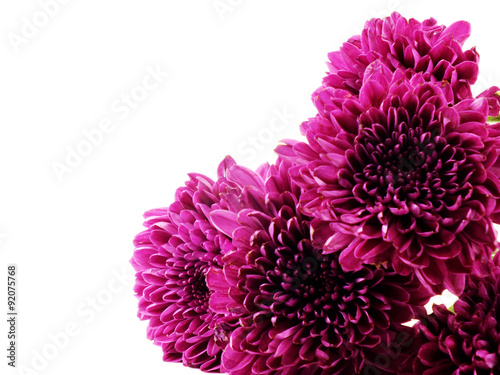 Fototapeta Naklejka Na Ścianę i Meble -  pink autumn chrysanthemum isolated on white background