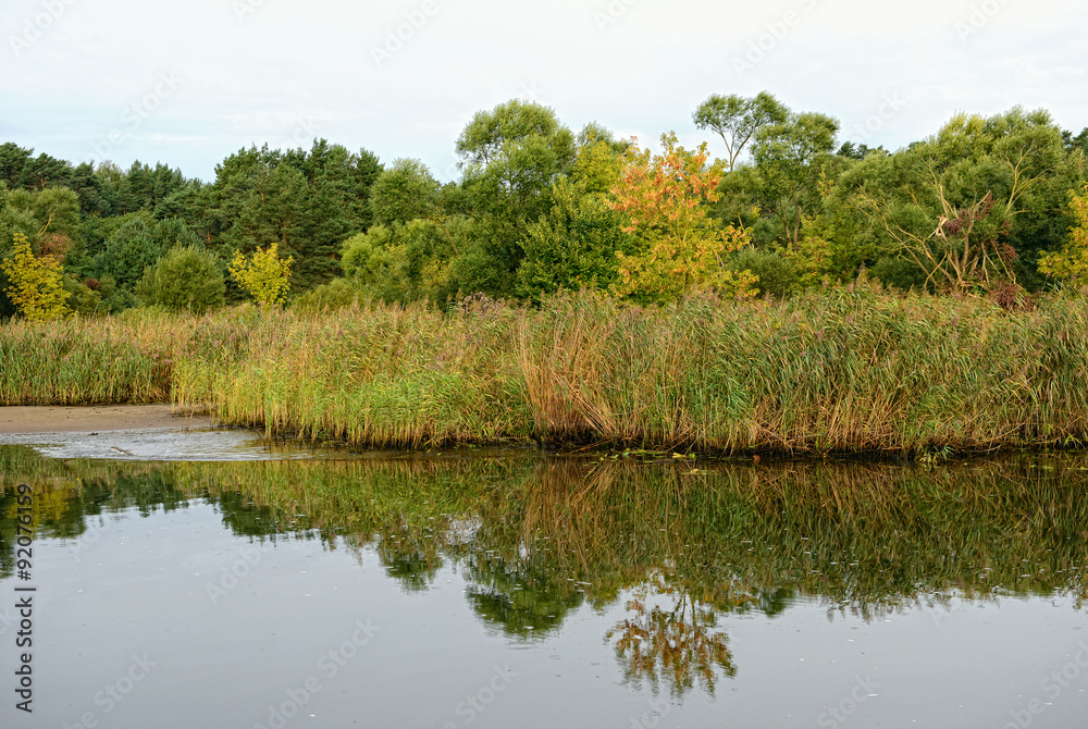 Havel river landscape with willow tree and meadows