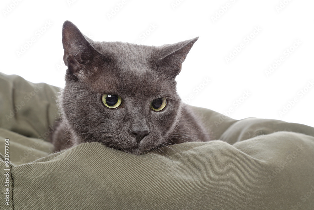 chat gris dans panier