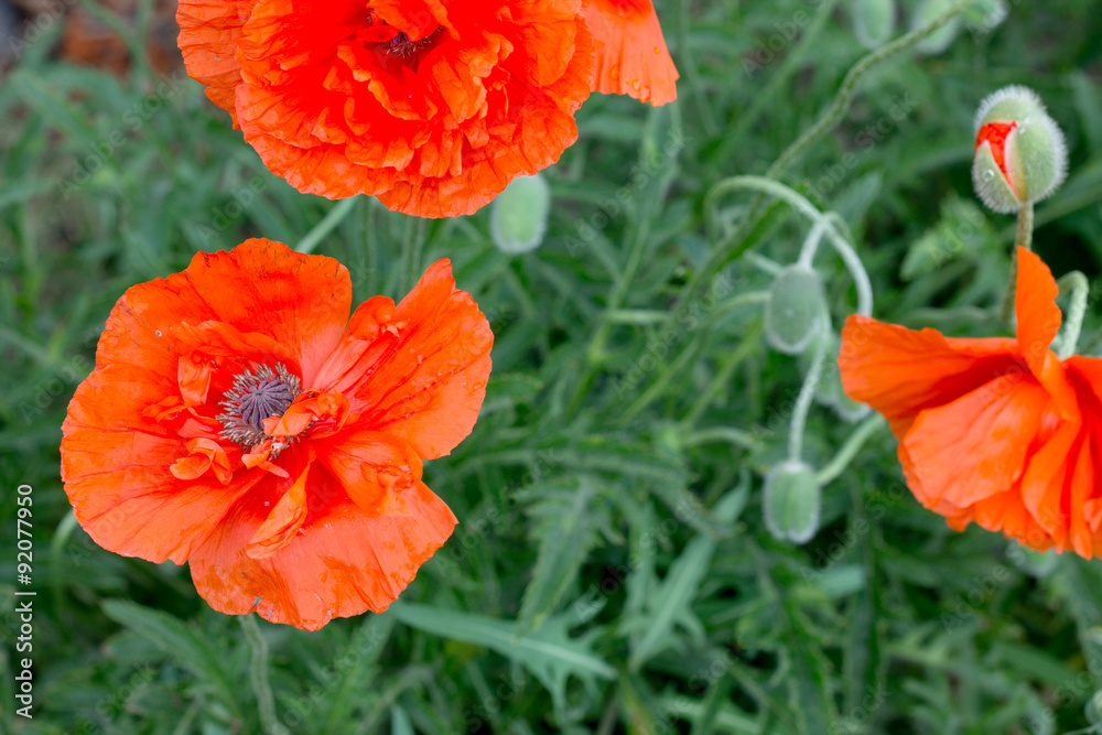 Flowering red poppy flower on the background of grass Flowering red poppy flower on the background of grass