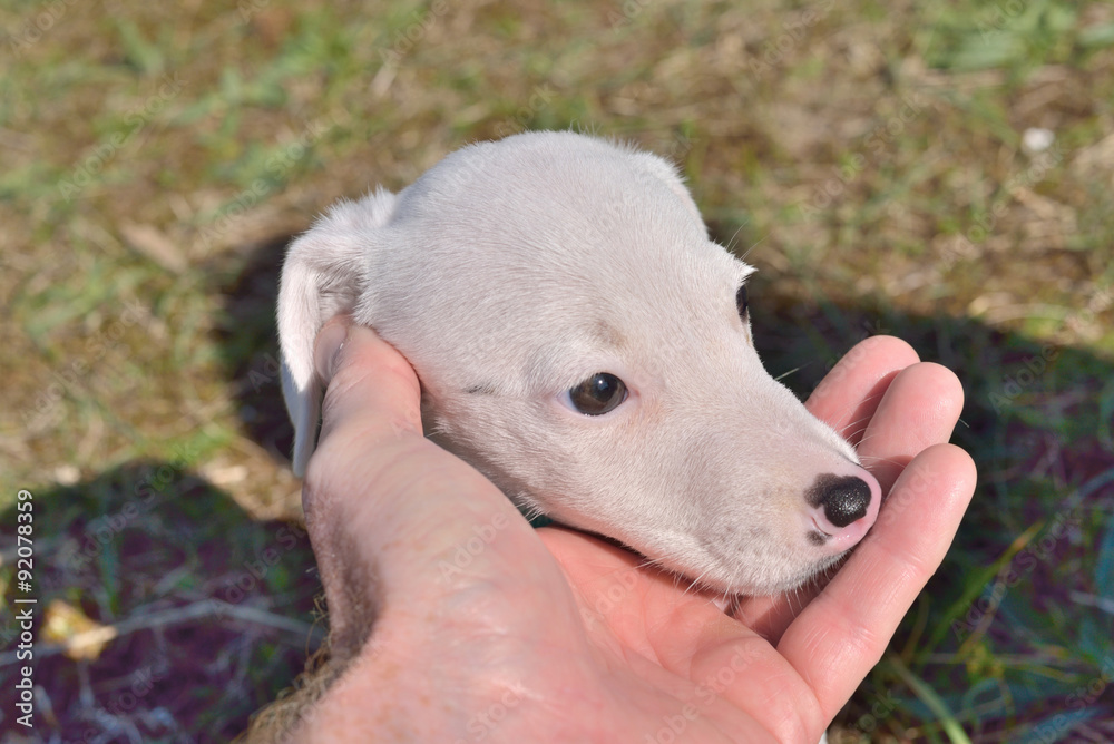 Obraz premium chiot jack russel en cadeau