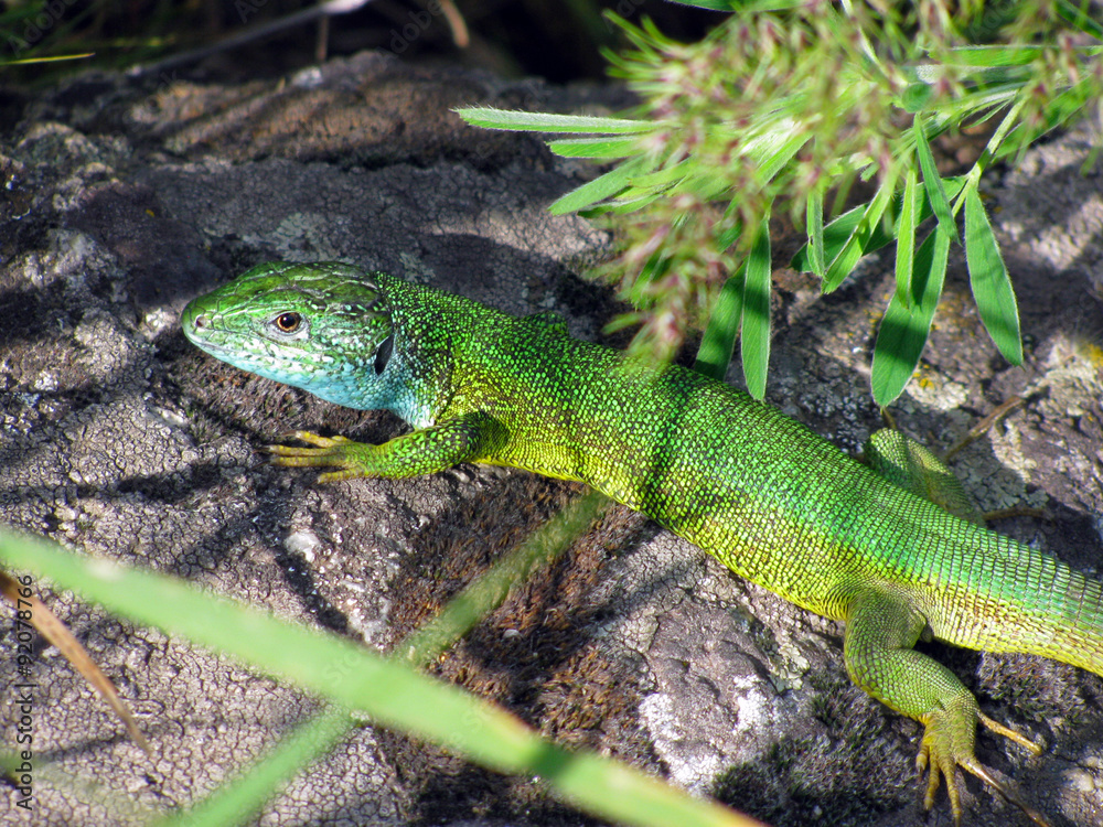 Lacerta viridis male lizard coloration during the breeding season