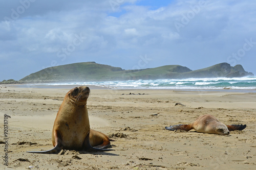 SEALS LOVE COUPLE ON THE BEACH NEW ZEALAND