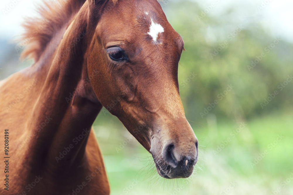 Fototapeta premium Foal