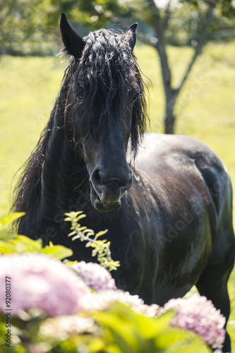 Black horse